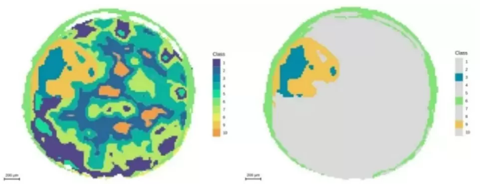 Segmentation analysis highlighting the embryonic axis at 20 μm resolution